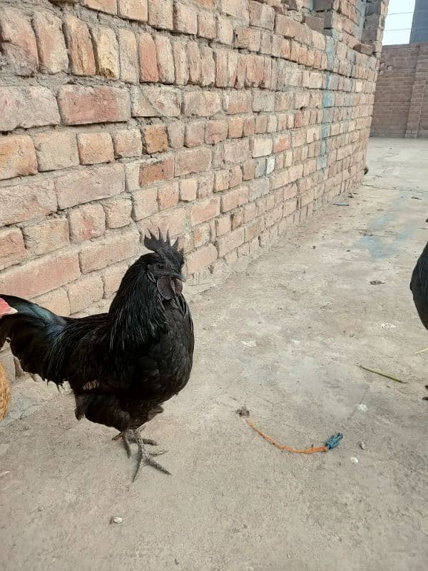 ayam cemani male 9