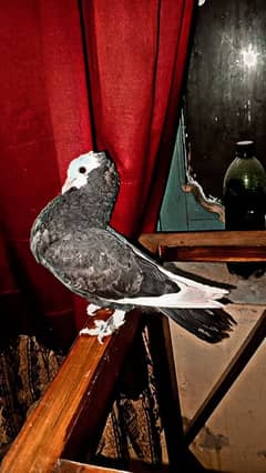 mukhi kabootar ,pigeon,