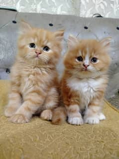 Pure home breed Persian kittens pair for sale