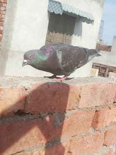 pigeons for sale