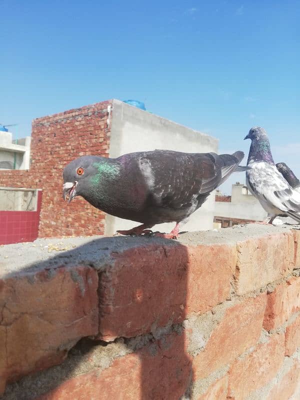 pigeons for sale 1