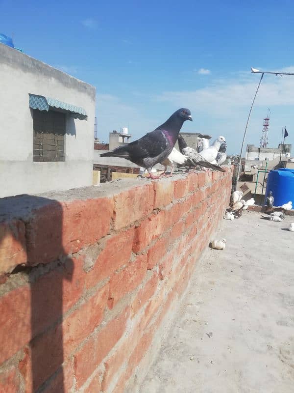 pigeons for sale 2