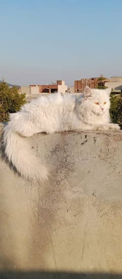 Persian triple coated female 03247627801