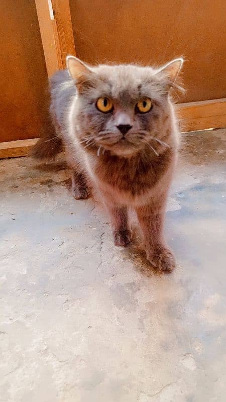 persian  cat female 4