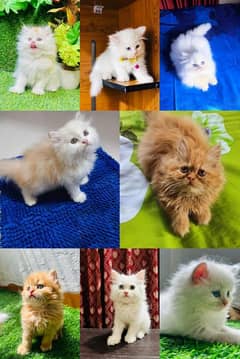 Persian Kitten Available 03439277208 Contact Me On WhatsApp Number