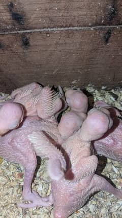 chicks available