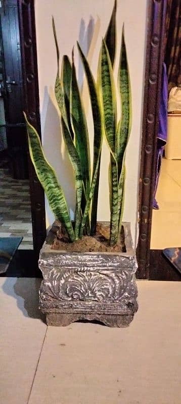 Yellow snake plant 0