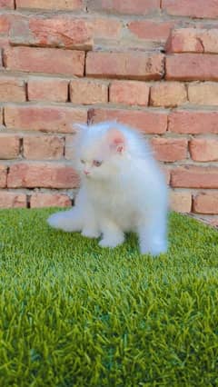 Persian Cat for sale my WhatsApp number 03238950275