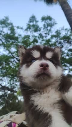 Siberian husky puppies For sale .