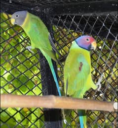 Plum head breeder pair for sale