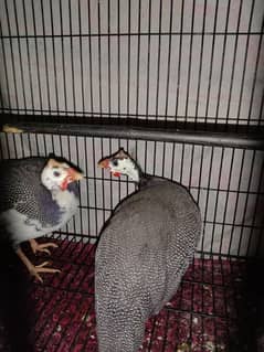 Guinea Fowl (Chakor)