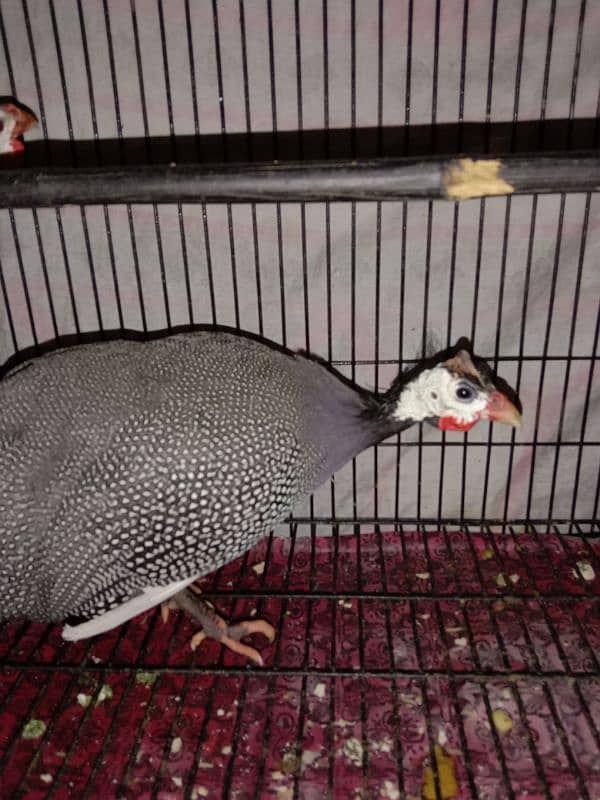 Guinea Fowl (Chakor) 3