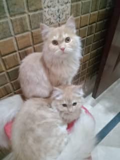 Persian triple coated pair