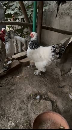 Light Brahma pair for sale