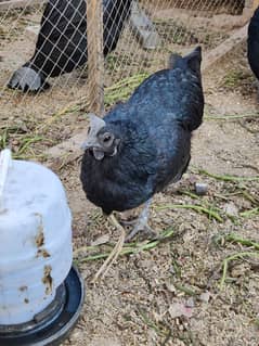 Ayam Cemani females for sale