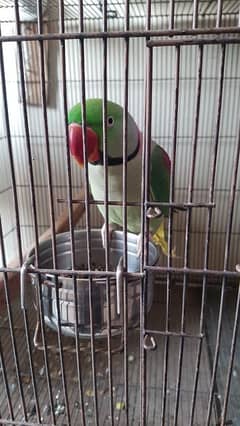 raw parrots pair for sale