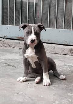 pitbull female puppy 03209460198