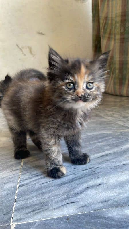 baby cat 3