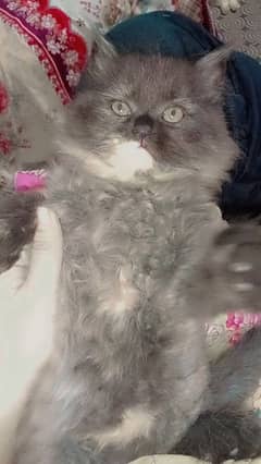 2 month Persian cat with green eyez