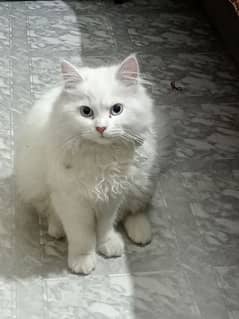 Blue eyes Triple Coated Persian friendly male kitten for sale