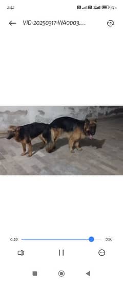 german sheperd female double coat for sale