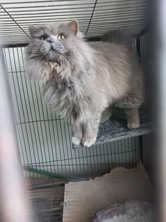 persian cat