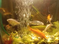 Aquarium with fishes urgent sale