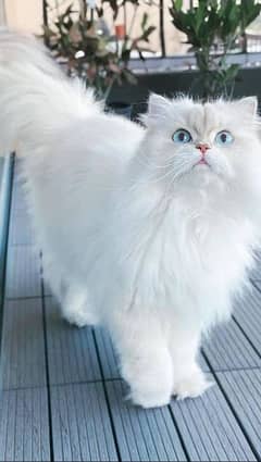 Persian cat for sale male or female my WhatsApp0335=071=96=81