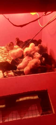 desi chicks 18 7 days old