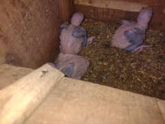 Raw parrots chicks