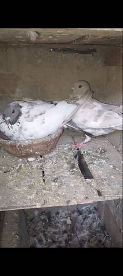 kasni Kabra,kabre,kabray pigeon,kabotar