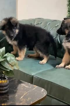 German shepherd Female Available