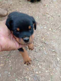 rottweiler puppies for sale