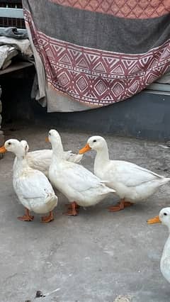 2 Pair of young healthy ducks.