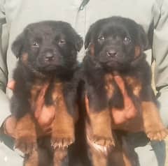 German Shepherd long coat male female available for sale