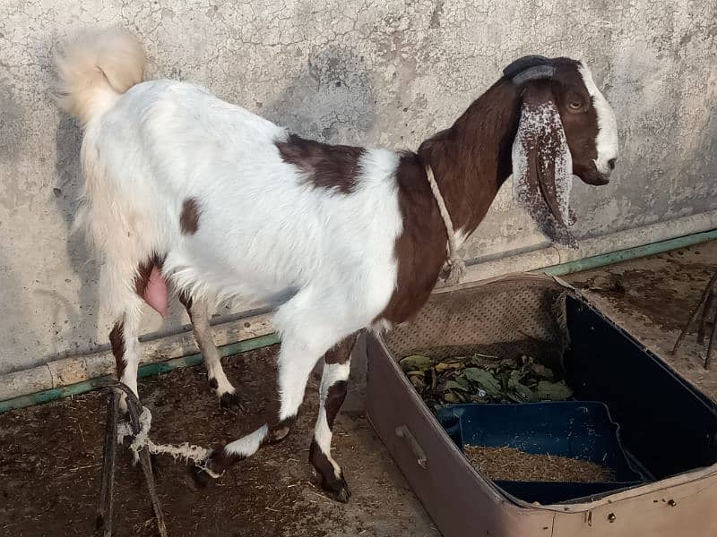 2 femail goats + 1 male kid + 1 femail kid for sale 0