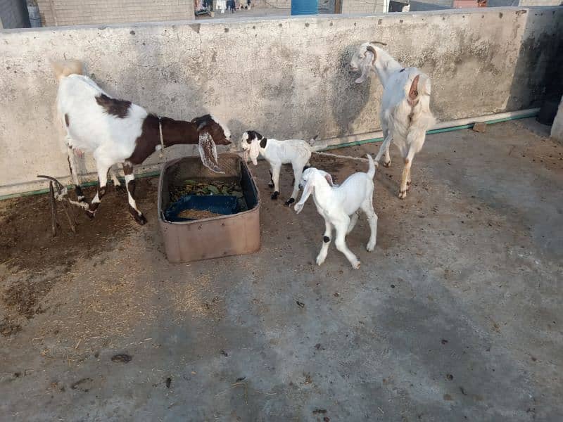 2 femail goats + 1 male kid + 1 femail kid for sale 1