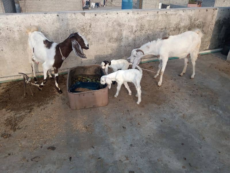 2 femail goats + 1 male kid + 1 femail kid for sale 2