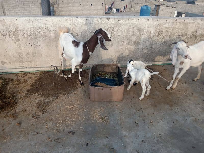 2 femail goats + 1 male kid + 1 femail kid for sale 3
