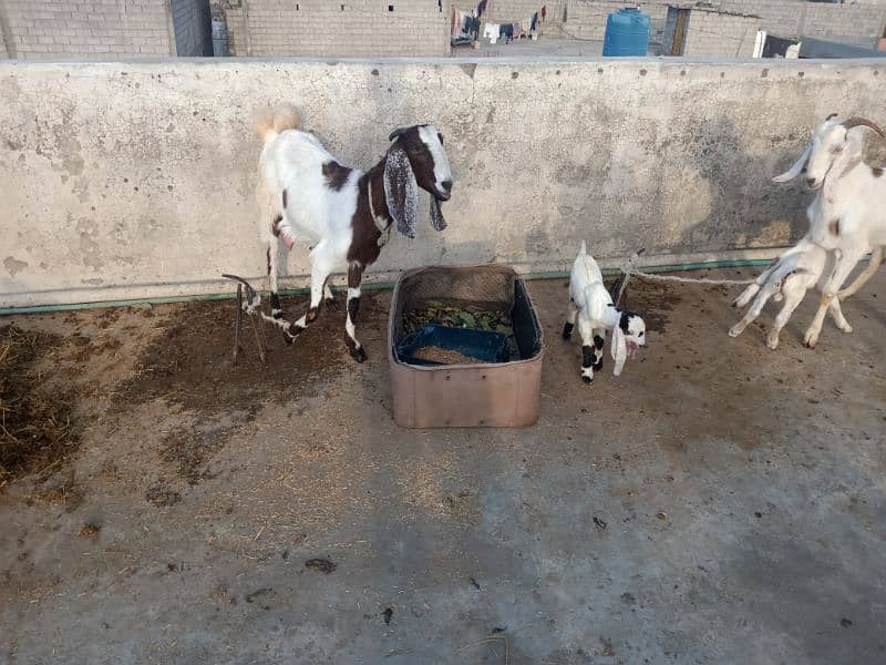 2 femail goats + 1 male kid + 1 femail kid for sale 4