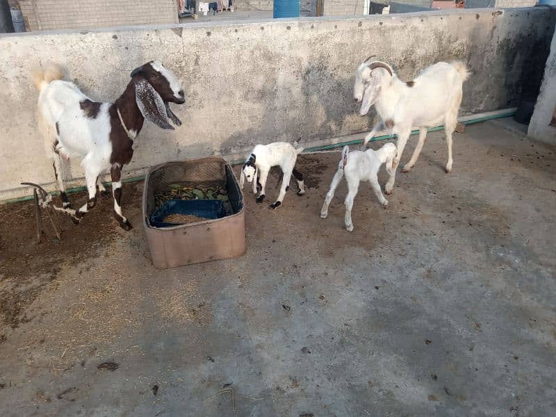 2 femail goats + 1 male kid + 1 femail kid for sale 5