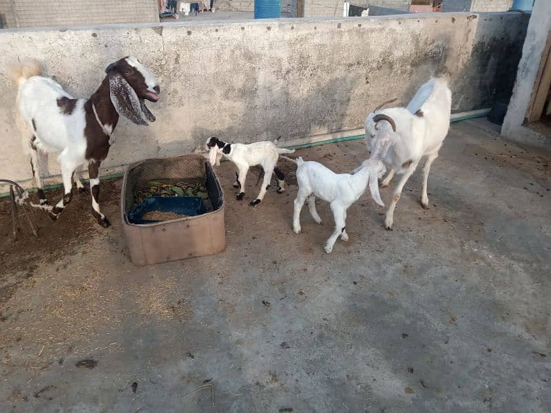 2 femail goats + 1 male kid + 1 femail kid for sale 6