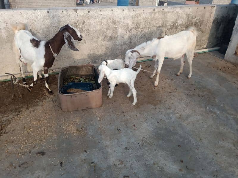 2 femail goats + 1 male kid + 1 femail kid for sale 7