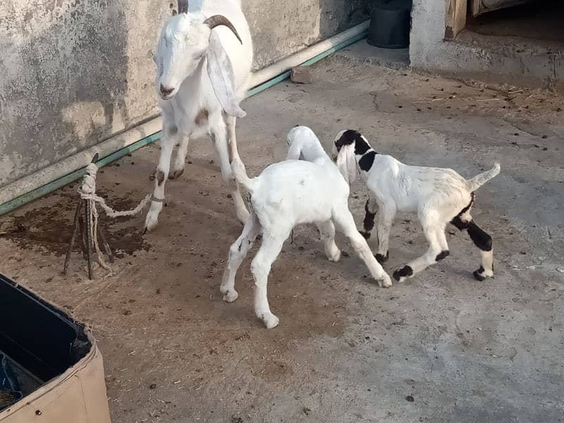 2 femail goats + 1 male kid + 1 femail kid for sale 8