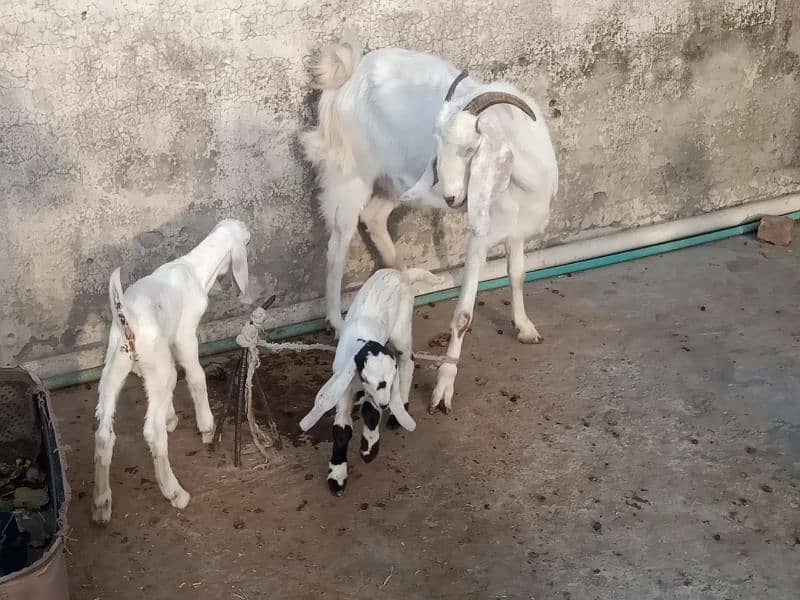 2 femail goats + 1 male kid + 1 femail kid for sale 9