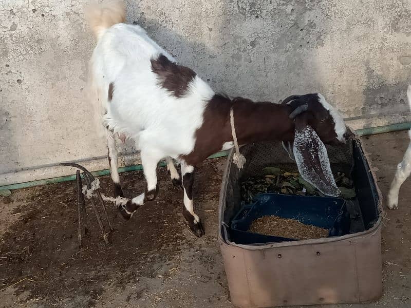 2 femail goats + 1 male kid + 1 femail kid for sale 13