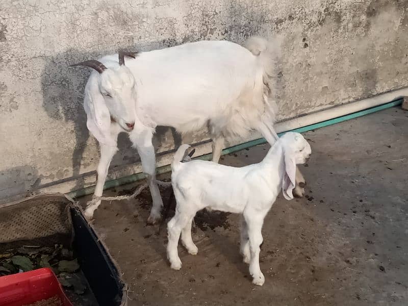 2 femail goats + 1 male kid + 1 femail kid for sale 14
