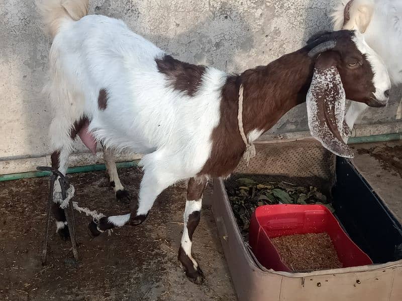 2 femail goats + 1 male kid + 1 femail kid for sale 15