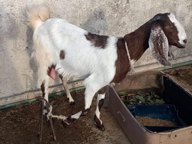 2 femail goats + 1 male kid + 1 femail kid for sale 17