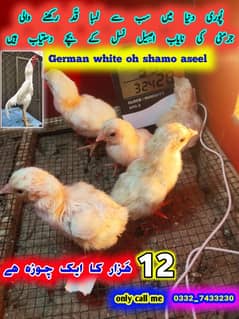 king size paper White white oh shamo chicks 12000 ka aik